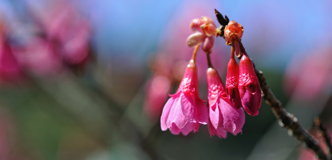 緋寒桜 オリジナルフラワーエッセンスのお話 フラワーエッセンスのシャンドゥルール